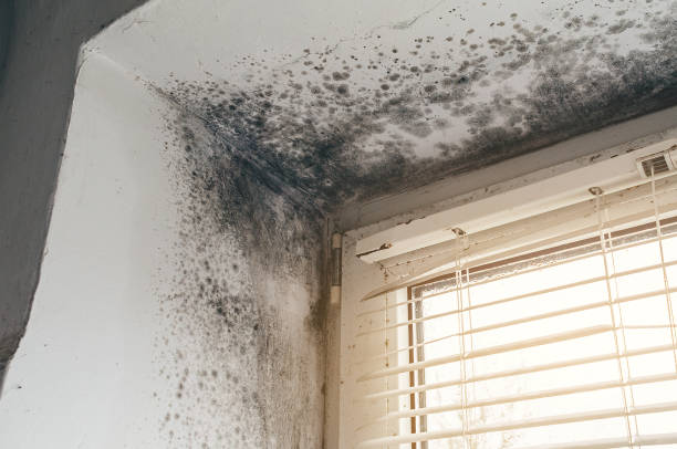 Affordable Attic Mold Remediation solutions in Convent Station, NJ